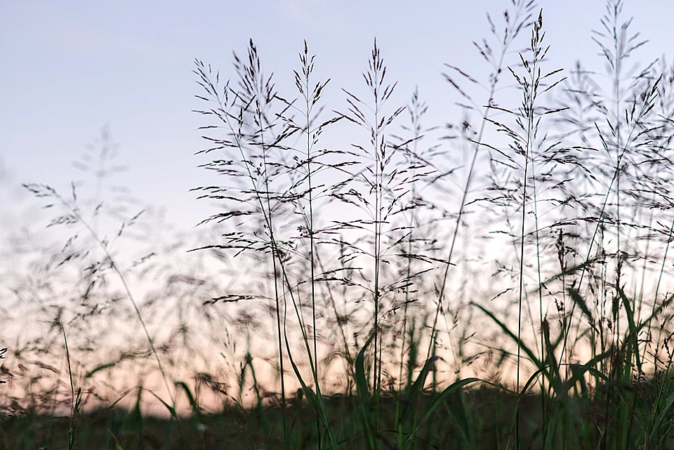 Nashville engagement session outdoors in field tall grass sunset