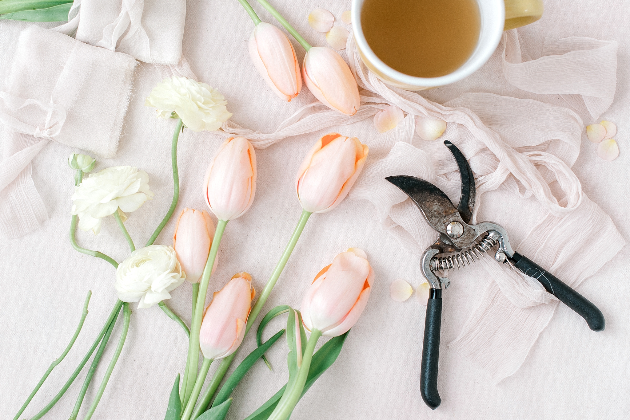 Pink and white tulips and cutting shears