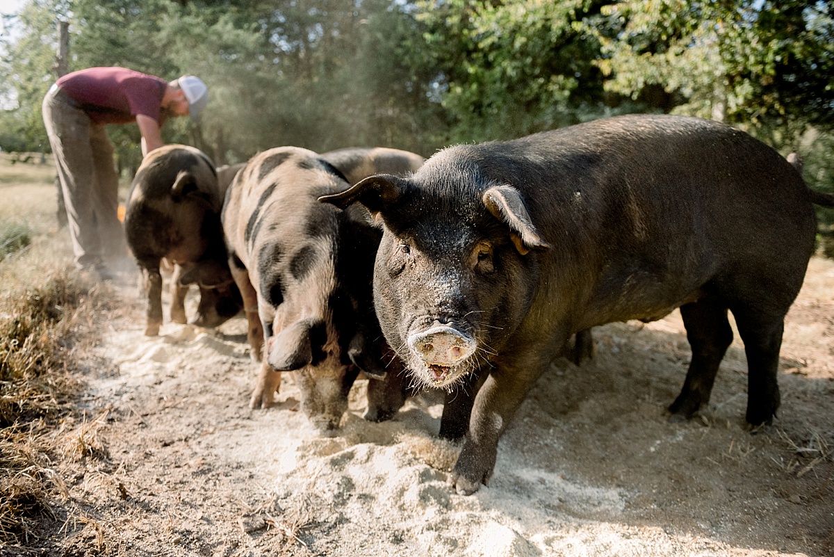 Forest Raised Hogs Cedar Rock Farm 