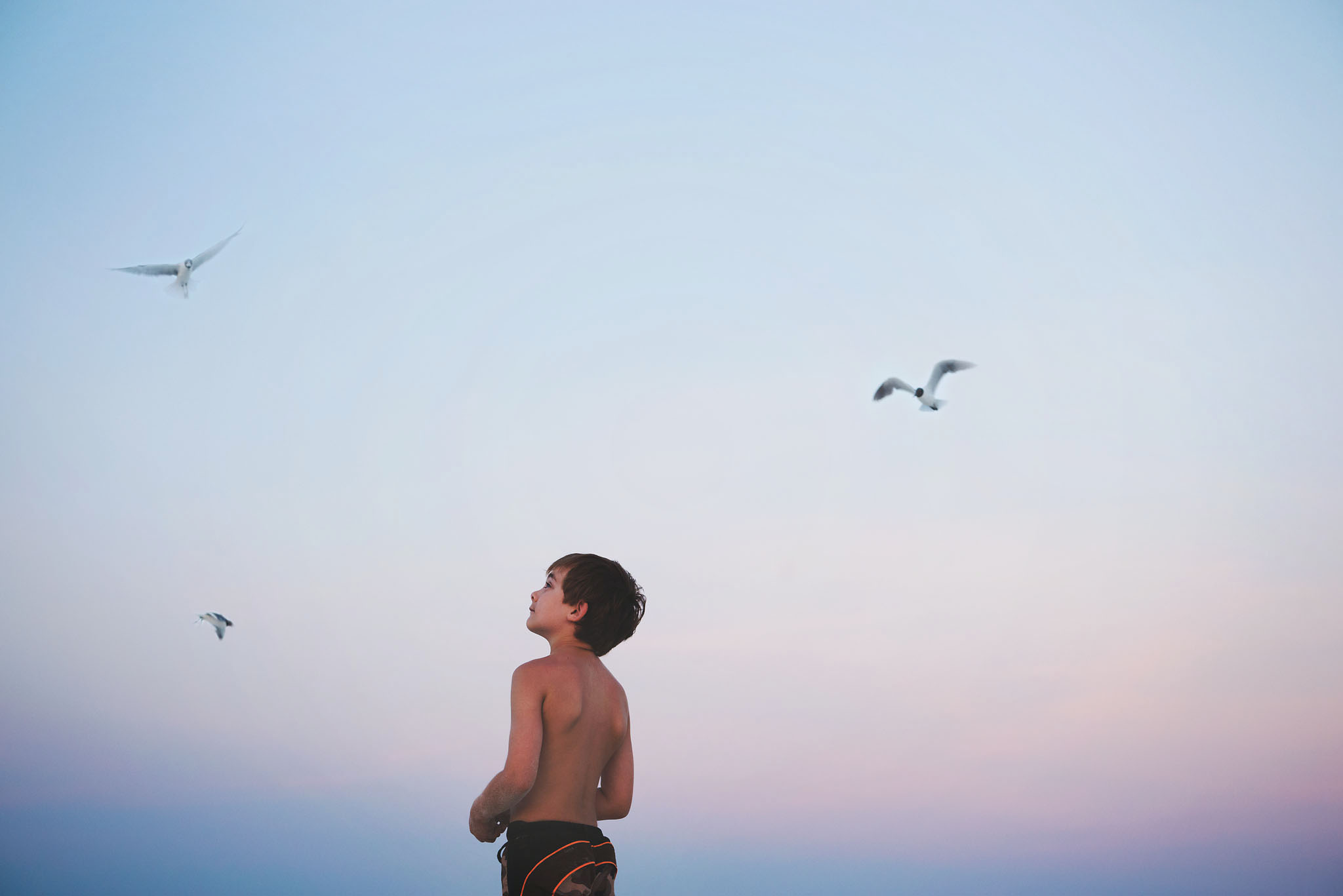 Child looking at seagulls at sunset