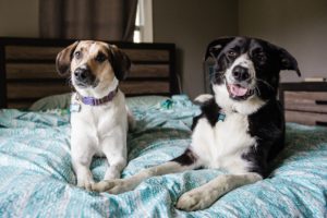 Nashville family session with dogs