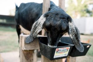 Goat Milk Soap Cedar Rock Farm
